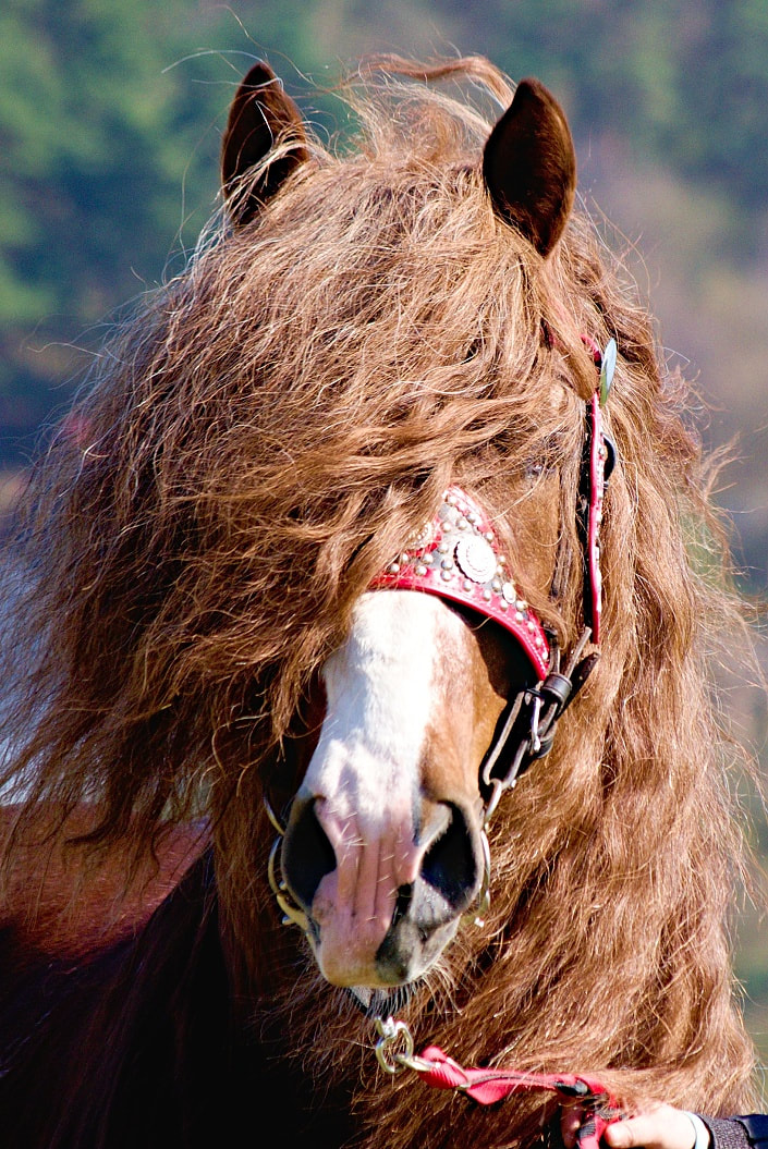 Foto Mirka - Horse Picture
